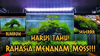 Hal yang Harus Diperhatikan Dalam Menanam dan Merawat Moss AquascapeTutorial dan Tips Agar Berhasil [upl. by Aynos827]