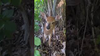 Baby Deer🦌 got lost babydeer [upl. by Kcirdehs561]