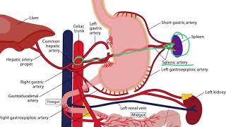 Gastrointestinal Arteries for the USMLE Step 1 [upl. by Baylor838]