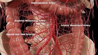 Anatomy and Physiology of Large Intestine Animation [upl. by Trah7]