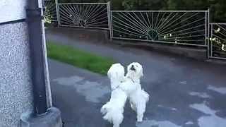 Maltese Waltz  cute maltese dogs dancing [upl. by Barbette45]