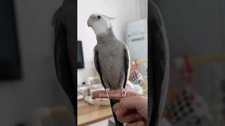 Adorable Cockatiel Skylers Cute Singing Moments 😍 🎶 🦜 cockatielscraze BirdLovers BirdVideos [upl. by Rodl103]