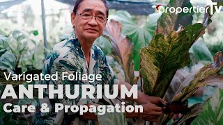 Foliage Anthurium Care and Propagation Tips For Lush Big Healthy Plants [upl. by De282]