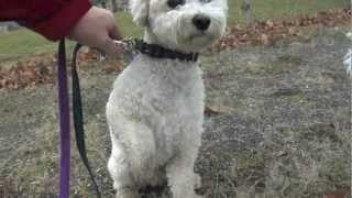 Bichon Frise Running amp Fighting in the Park Puppy amp Dog Chase [upl. by Laehpar]