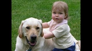 Labrador are awesome  Labrador dog protecting Kids Compilation [upl. by Asiul]