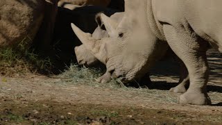 Zoo names sixweekold white rhino Neville [upl. by Virgie]