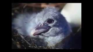 Shoebill Chick Growth Simulation [upl. by Inaja]