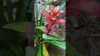 Guzmania lingulata flowers coorg nature garden shorts shortsvideo pallavithimmaiah [upl. by Eanahs792]