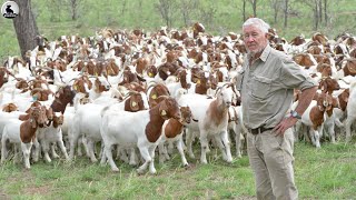 Granja de cabras al aire libre  Cómo Estados Unidos cría millones de cabras [upl. by Bogart]