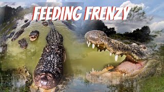 ALLIGATOR FEEDING FRENZY  OVER 100 GATORS [upl. by Kobe]