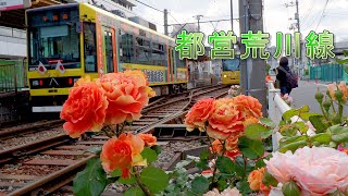 Rose Garden and Tokyo Sakura Tram 4K 都電荒川線 東京さくらトラム [upl. by Tung340]