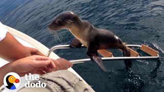 Hurt Sea Lion Asks Boaters For Help  The Dodo [upl. by Constantin]