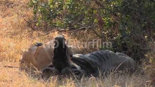 Löwenjagd  Lions hunting [upl. by Neerbas730]