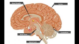 What is the Subthalamic Nucleus [upl. by Natie]