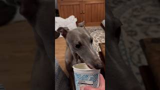 Whippet enjoying some yogurt 🥹 [upl. by Magna668]