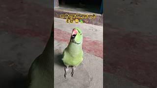 Mummy ek glass pani de do 😂🦜🥰shorts mummy mithu tota funnypets ringneckparrot funnyparrot 😂😂🦜 [upl. by Adlaremse712]