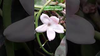 stephanotis plants саднабалконе gardenbalkon растения nature flowers [upl. by Oscar591]