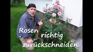 ✅Rosen Rückschnitt nach der Blüte Verblühte Rosen richtig schneiden und pflegen Wann und Wie [upl. by Kidder913]