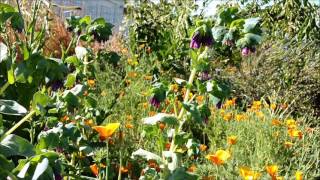 Valley Carpenter bee robbing from Honeywort Cerinthe major [upl. by Bernj762]