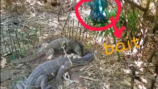 Komodo dragon  bayawak trap may pain bait hunting trap bayawak wild [upl. by Rogerio]