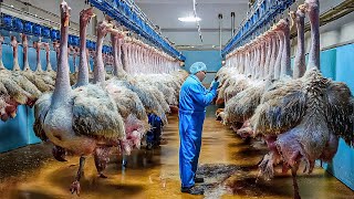 How Millions Of Ostriches Farm For Meat Skin And Eggs in China  Ostriches Eggs Harvest Technology [upl. by Borroff]