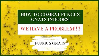 We Have A Problem BUT We Are About To Fix It Now How To Combat Fungus Gnats Indoors seedstarting [upl. by Ohare]