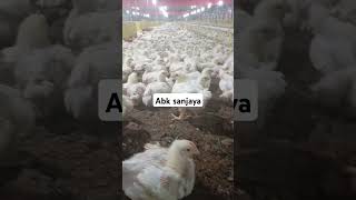 Kuli pitik abksanjaya ayam ternak peternakan chicken vidioviral fyp [upl. by Roon]