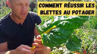 Comment réussir les blettes au potager [upl. by Anirdua]