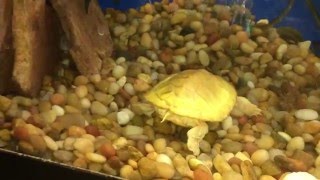 Albino Red Ear Slider Turtle Tank Update Jan 2016 [upl. by Auhsaj]