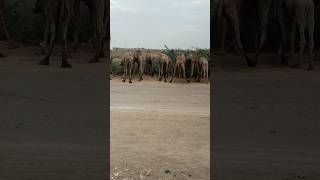 A herd of camels munching on hummocks in the Tharparkar desertanimals naturelovers desertlife [upl. by Oria529]