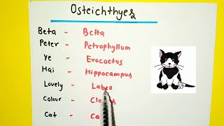 Chondrichthyes and Osteichthyes Examples Tricks  Animal Kingdom [upl. by Sidnarb505]