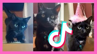 CUTE Black CAT TikTok Compilation [upl. by Ibmab594]