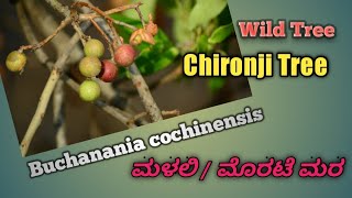 ಮಳಲಿ  ಮೊರಟೆ ಮರ Chironji Tree [upl. by Rona]