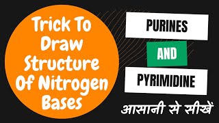 Trick To Draw Structure Of Nitrogen Bases‌  Purine And Pyrimidine [upl. by Rossing]