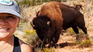 Bison Attacks Woman at Texas State Park [upl. by Geri]