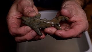 Beginner Soapstone Carving SHARK how to tutorial [upl. by Gabby]