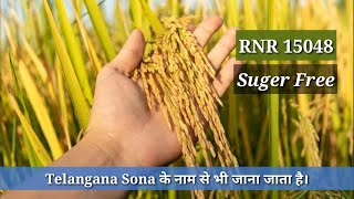 RNR 15048Telangana SonaSuger free धान की बेस्ट वेराइटी। [upl. by Ataynek456]