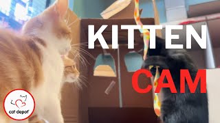 Kitten Cam  Critter Camp Crafts [upl. by Arathorn]