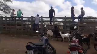 Feira de gado de CACHOERINHA PERNAMBUCO do dia 24012019 [upl. by Laurens]