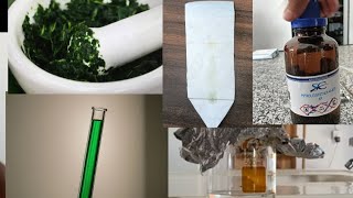 extraction of chlorophyll by using acetone and separation of chlorophyll by paper chromatography [upl. by Ennail]