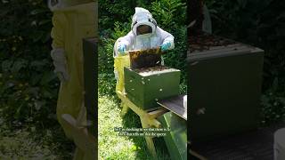 🐝 A beekeeping update cottagegarden beekeeping [upl. by Oznol655]