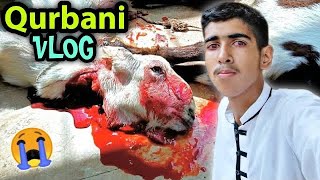 Bakra Eid Vlog 2022 🔥 Qurbani Vlog 😎 Ibrahim Asim Vlogs [upl. by Nymsaj]