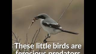 Butcherbird uses vicious whiplash technique to kill its prey [upl. by Aekerly]