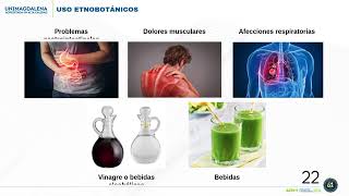 Metabolitos⚗️secundarios actividad enzimática🧬 y usos etnobotánicos👩🏻‍🔬🧪 [upl. by Ecirtael]