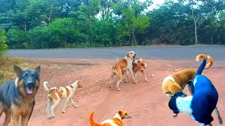 Dog Barking Sound  Dog Fighting Sound Effect  Funny Dog Videos [upl. by Nelyak]