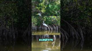 Mangrove Forests Carbon Storing Protective Shield of the Seas [upl. by Dyanna]