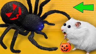 DIY New Halloween Hamster Maze 🎃 Hamster Escapes [upl. by Enovi730]