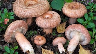 Calabritto AV coppia intossicata da funghi è gravissimo il marito [upl. by Attlee998]