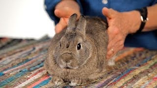 How to Help a Rabbit with Gas Pain  Pet Rabbits [upl. by Wahs]