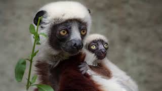 Creature Comparison Coquerel’s Sifaka vs Verreaux’s Sifaka [upl. by Akehsyt]